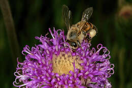 Image de Apis mellifera scutellata