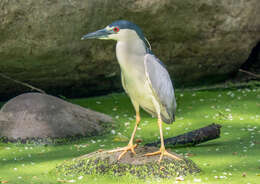 Image of Night Herons