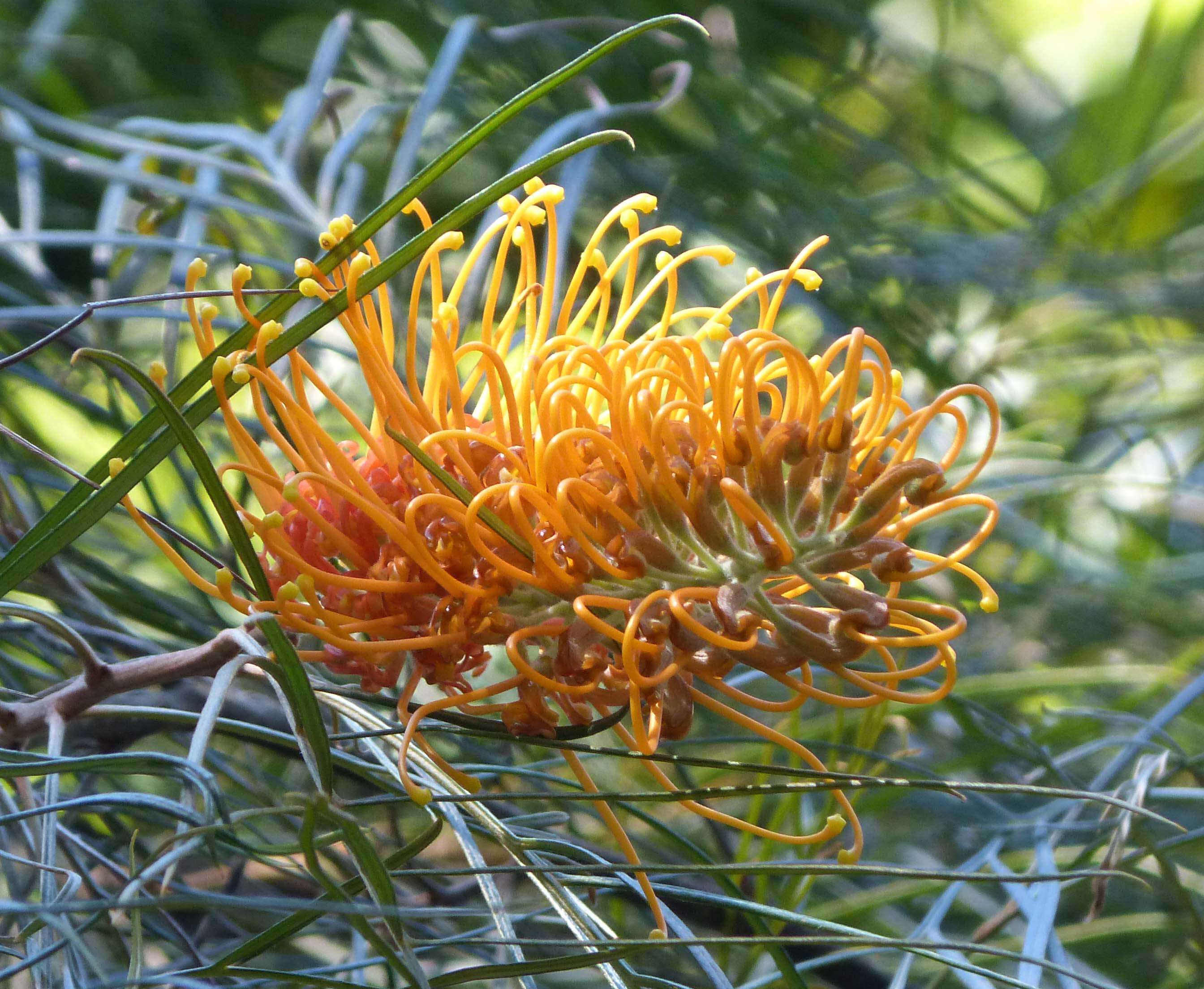 Image of Silky-oak