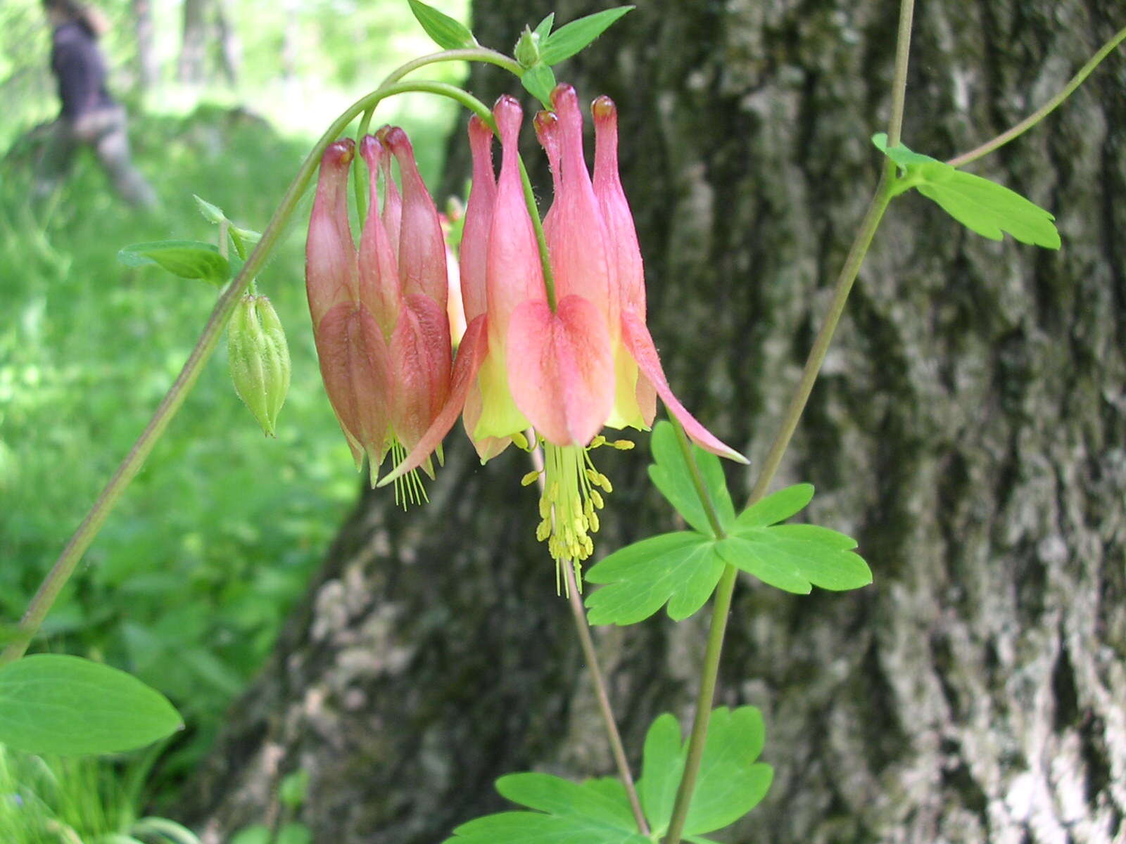 Image of red columbine