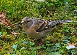 Image of Brambling