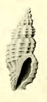 Image de Pseudodaphnella oligoina Hedley 1922