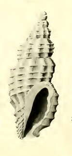 Image of Pseudodaphnella oligoina Hedley 1922