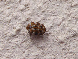 Image of Sacramento Anthicid Beetle