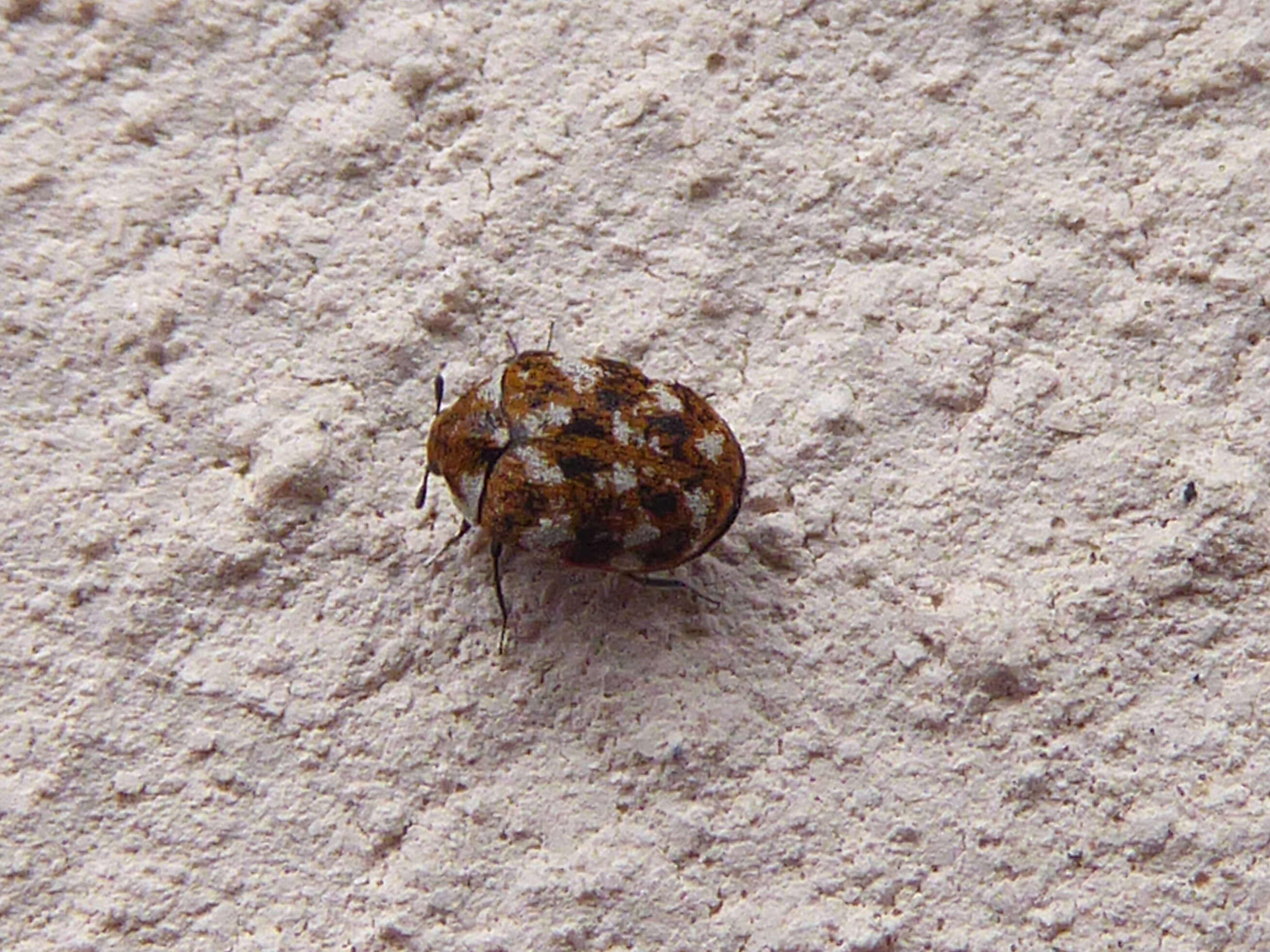 Image of Sacramento Anthicid Beetle