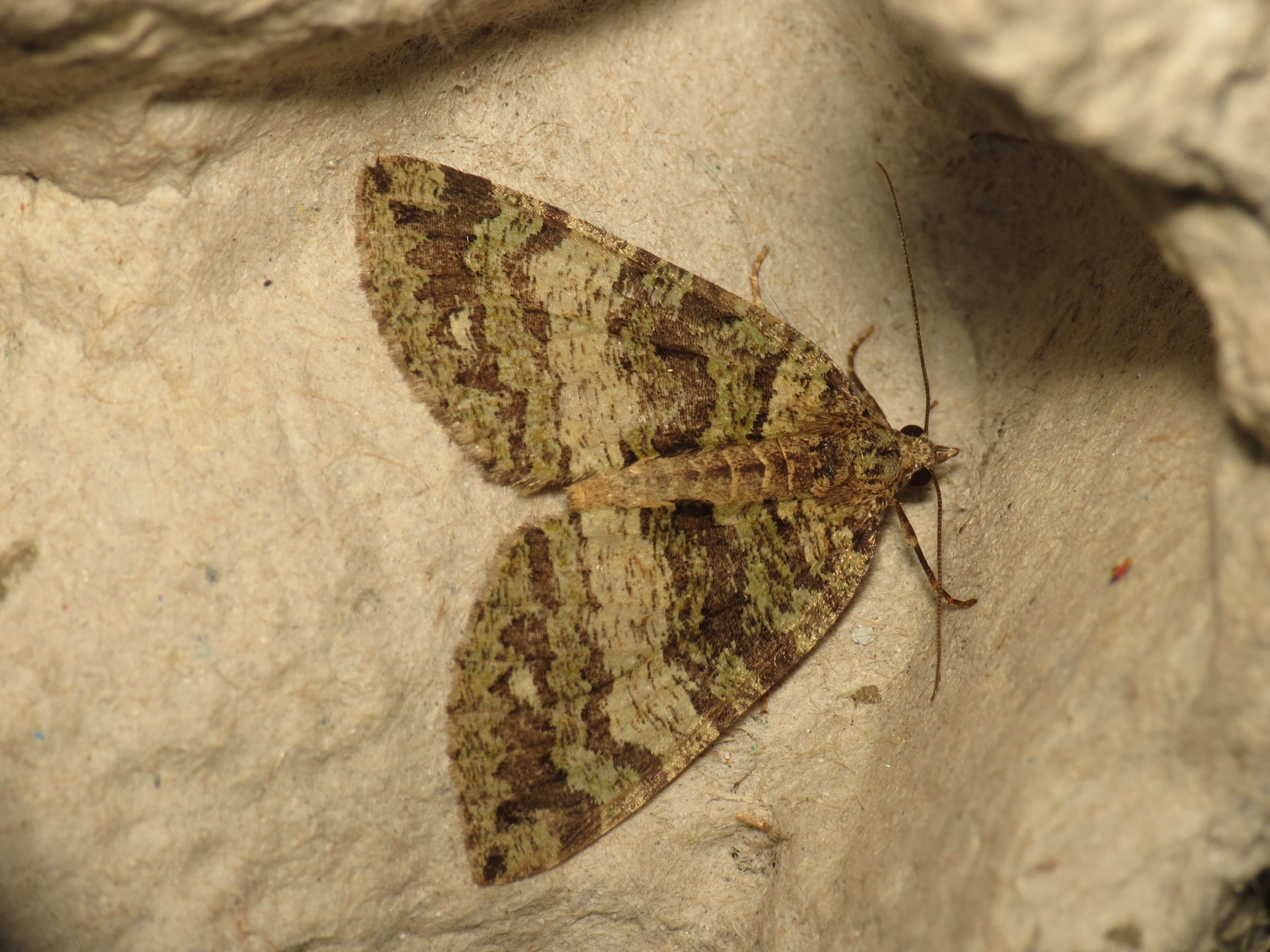 Image of Hydriomena furculoides Barnes & McDunnough 1917