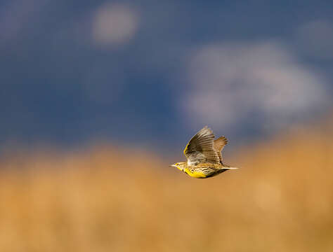 Image of Western Meadowlark