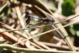 Image of blue marsh hawk