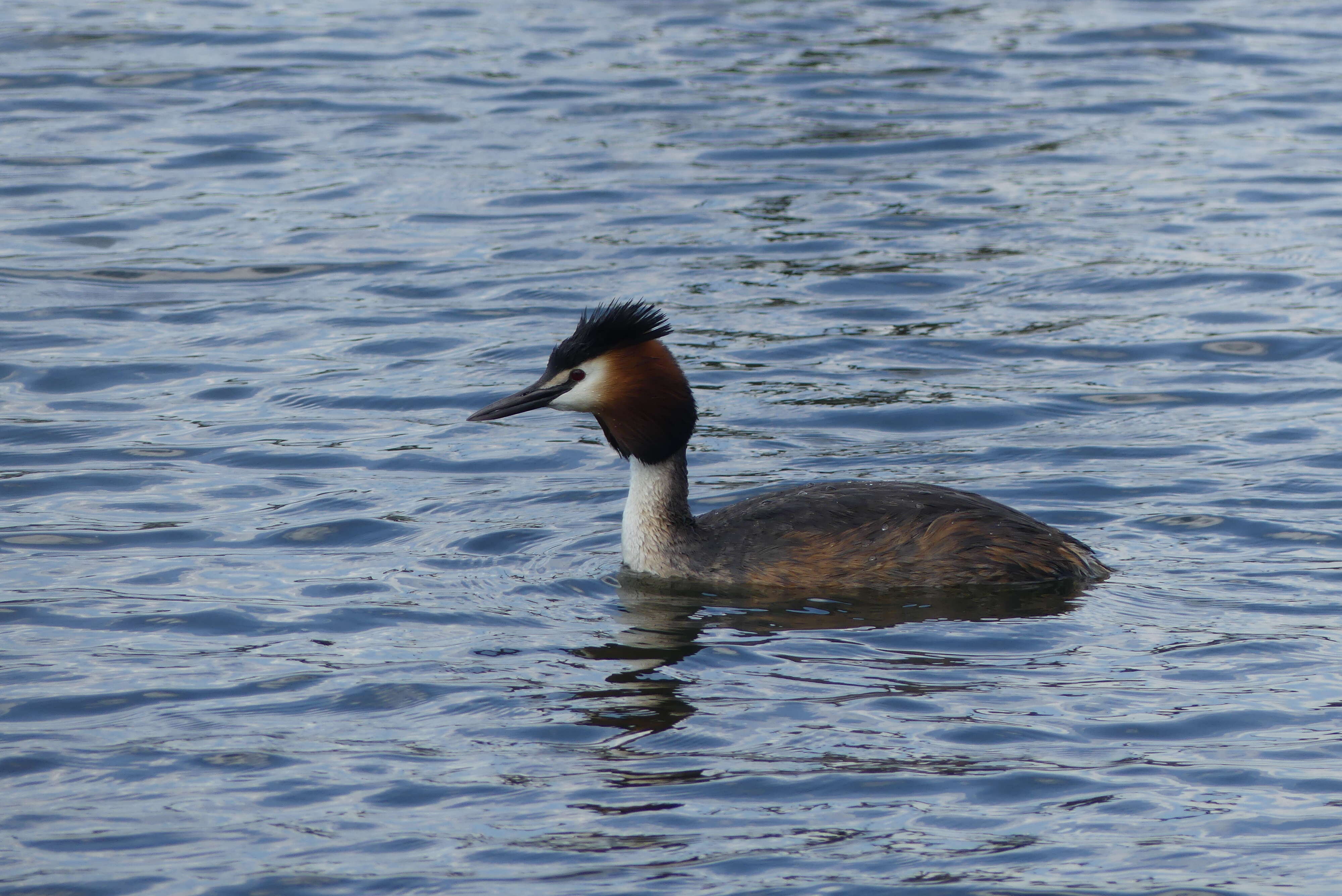 Image of Podiceps Latham 1787