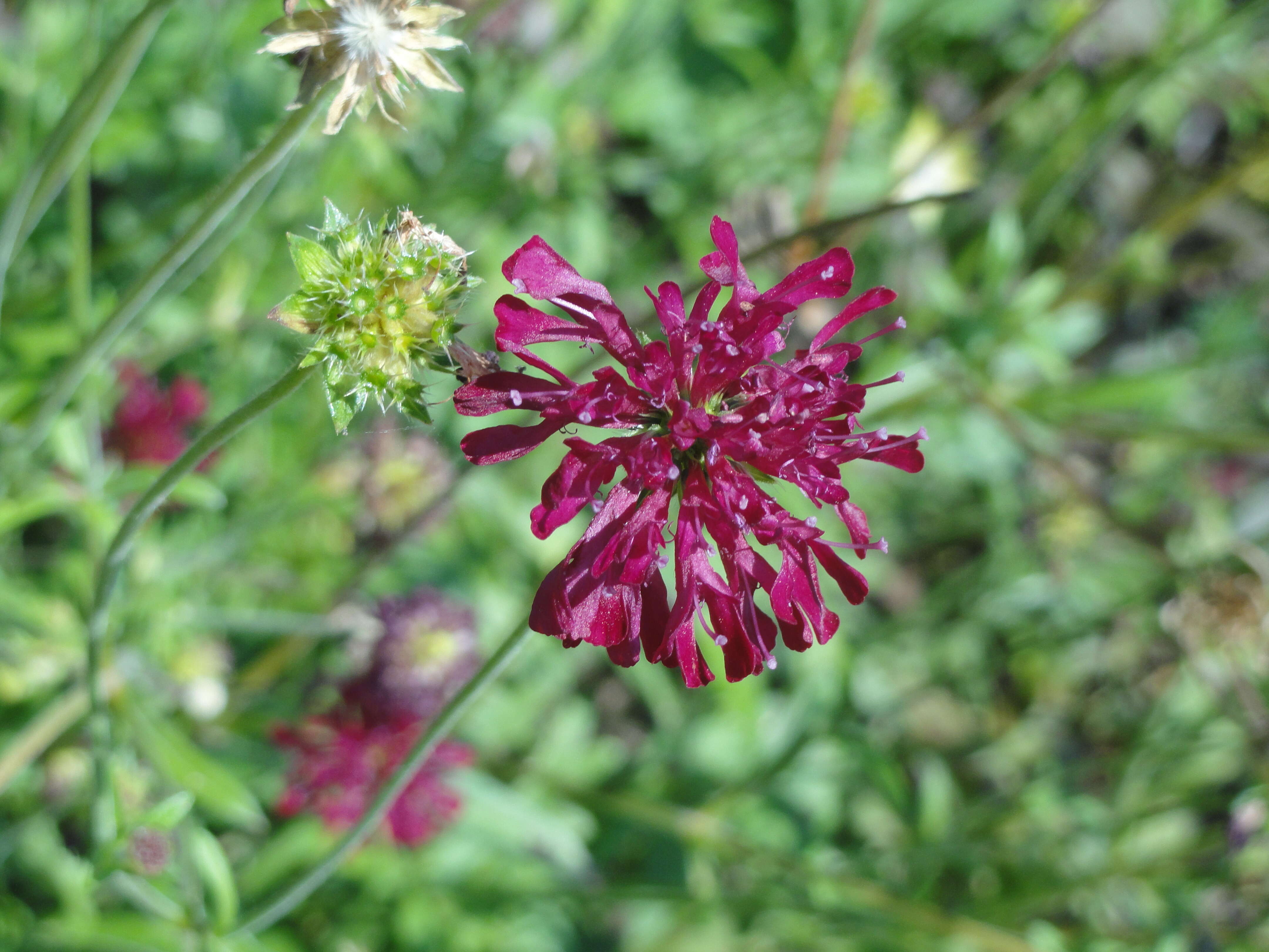 Plancia ëd Knautia macedonica Griseb.