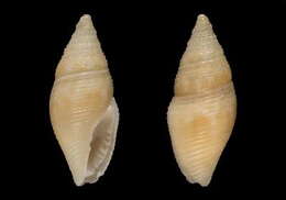 Image of Mitromorpha cossyrae Amati, Smriglio & Oliverio 2015