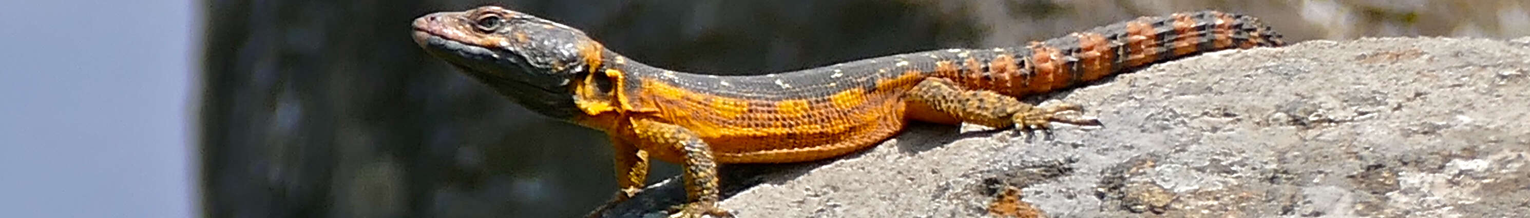 Image de Lézard des rochers du Drakensberg