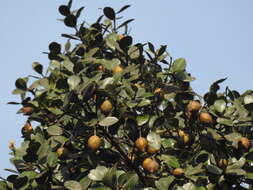 Image of Calophyllum austroindicum Kosterm. ex P. F. Stevens