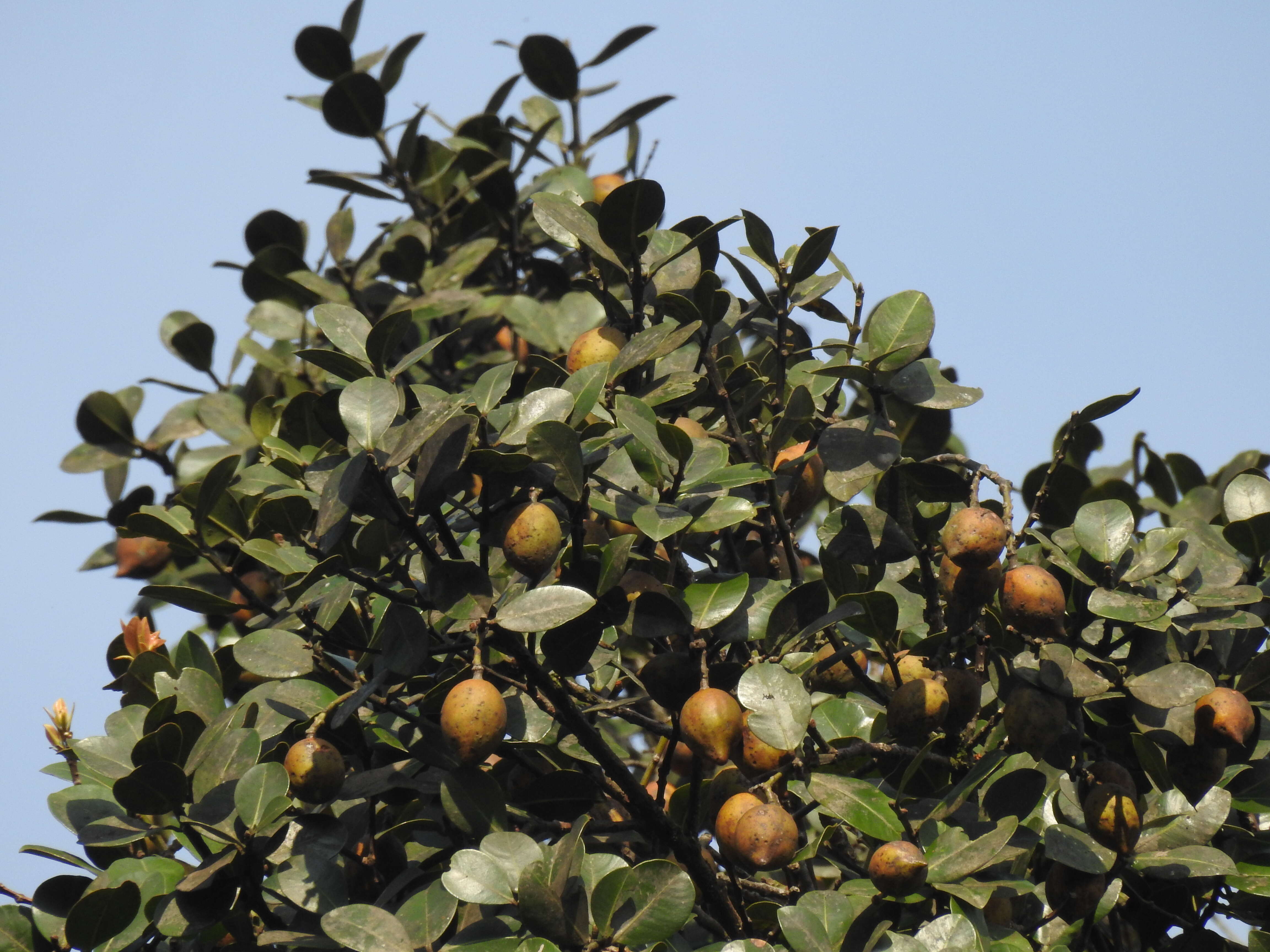 Image of Calophyllum austroindicum Kosterm. ex P. F. Stevens