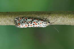 Image of crimson speckled