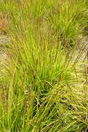 Image of autumn moor grass