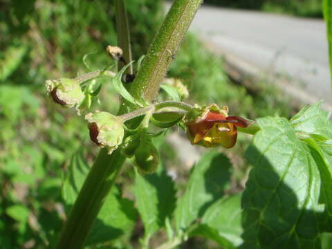 Scrophularia sambucifolia L. resmi