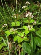 Image of boreal bedstraw