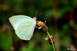 Image of Catopsilia pyranthe (Linnaeus 1758)