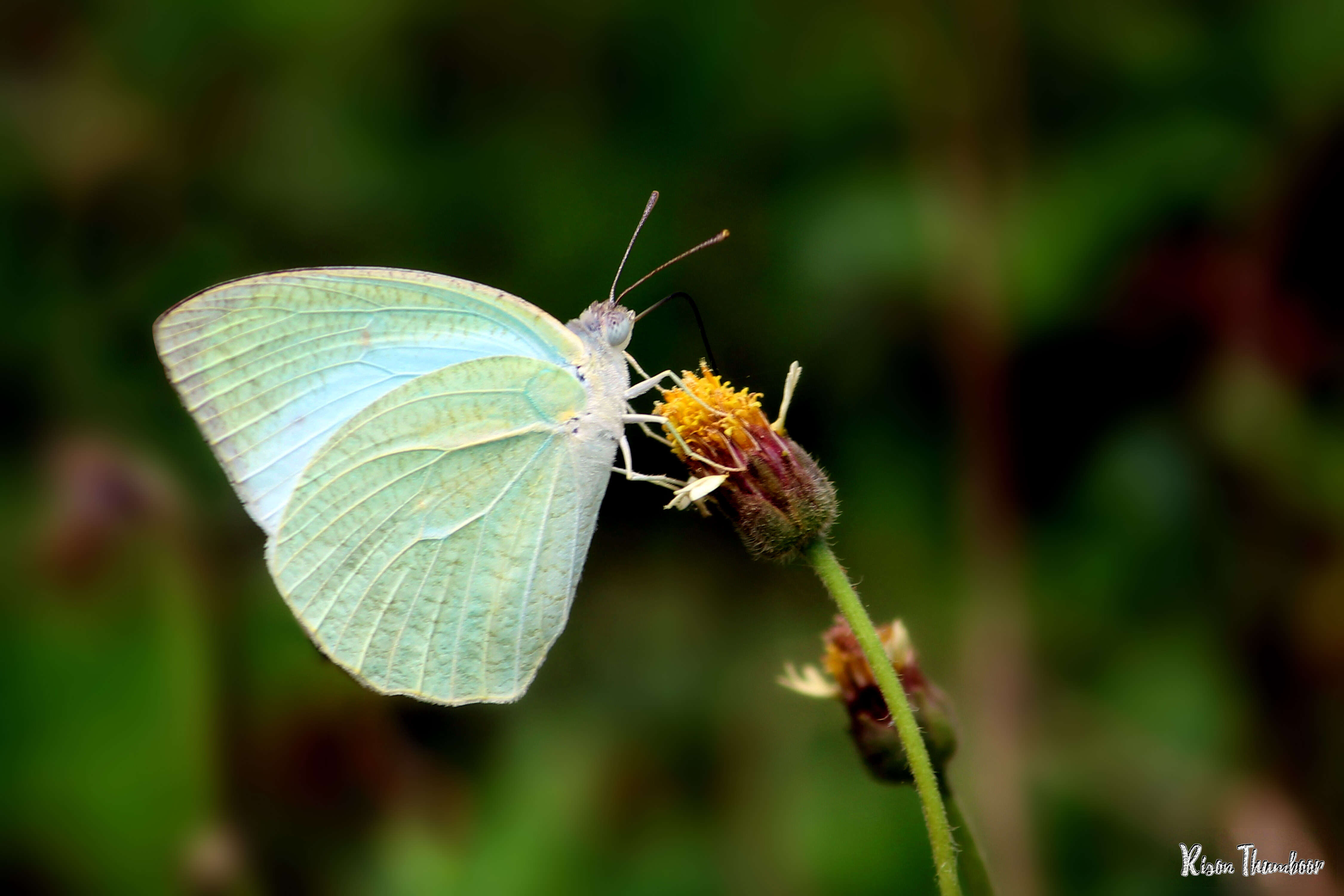 Image of Catopsilia pyranthe (Linnaeus 1758)