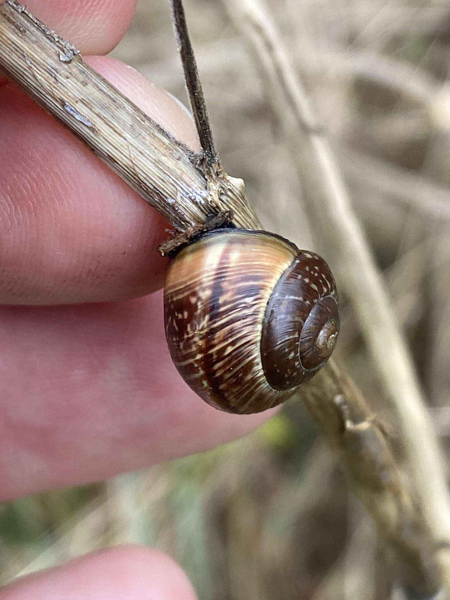 Image of Copse Snail