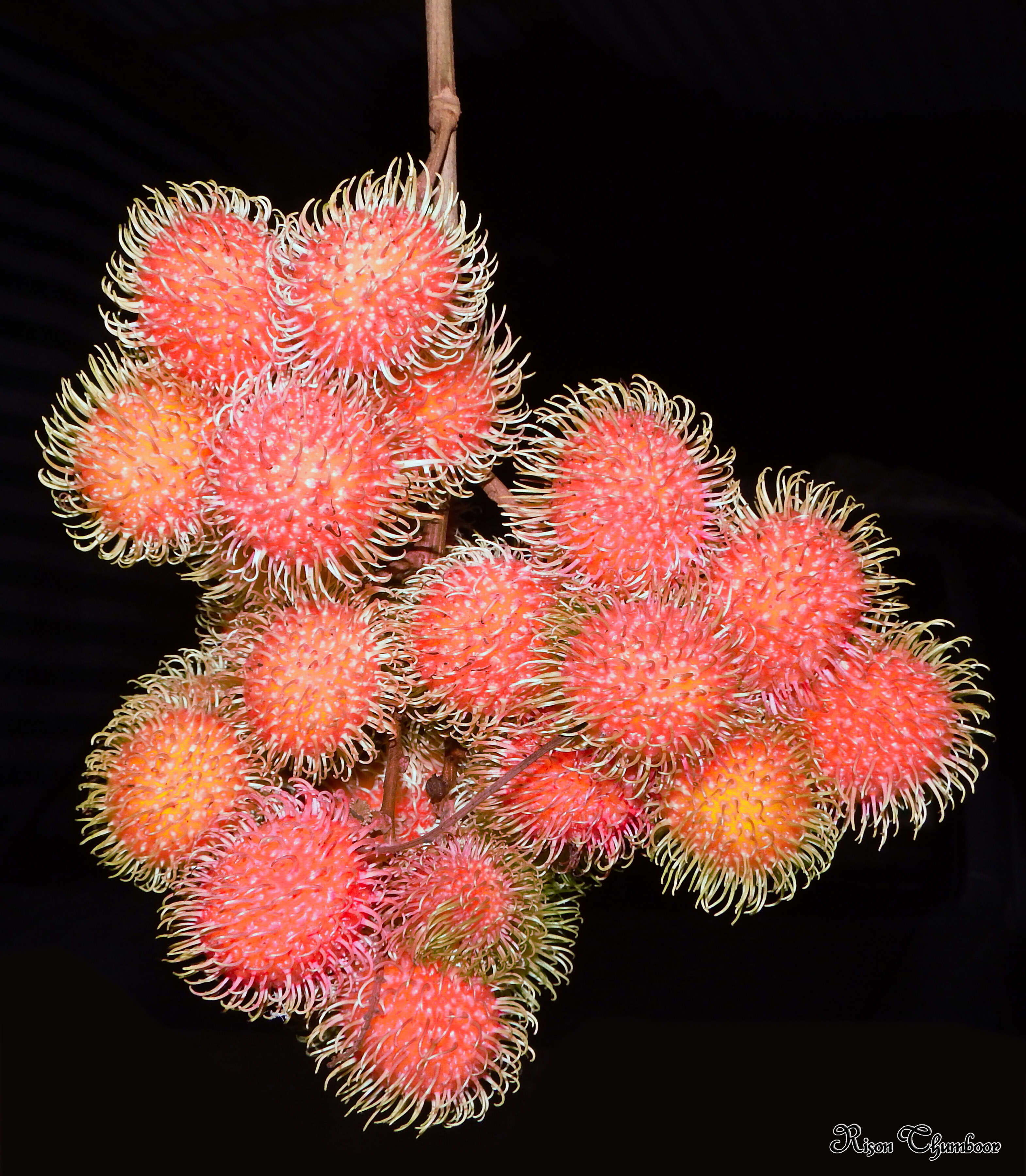 Image of rambutan