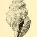 Image of Xanthodaphne agonia (Dall 1890)