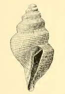 Image of Xanthodaphne agonia (Dall 1890)