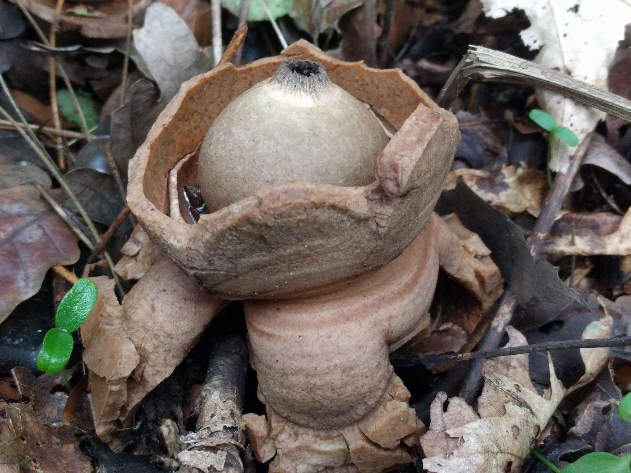 Image of Collared Earthstar