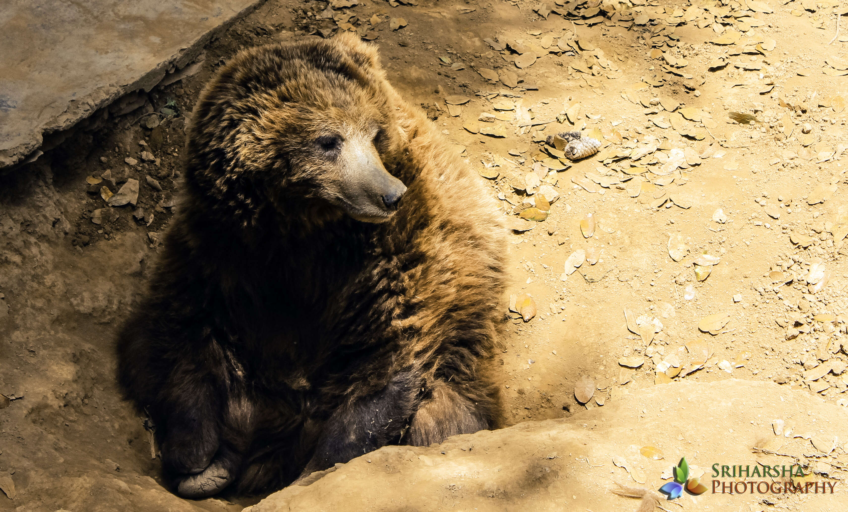 Image of Himalayan brown bear