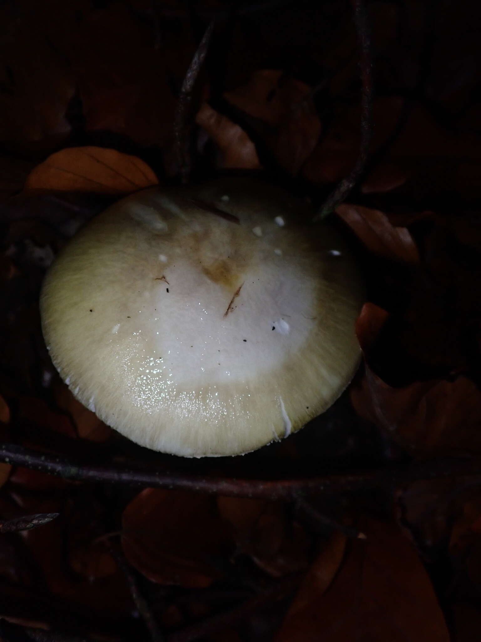 Image of Death cap