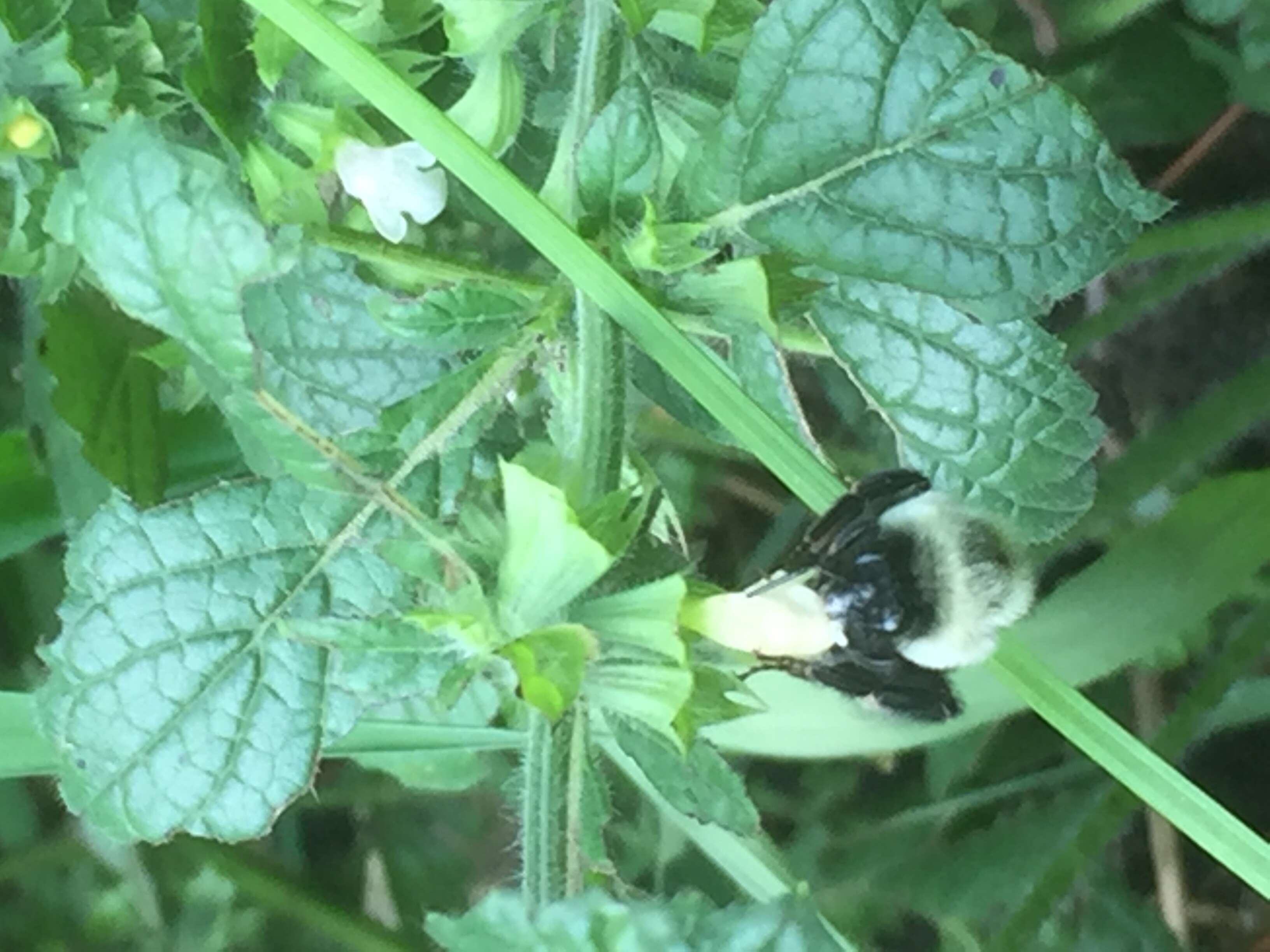 Image of Bumblebees