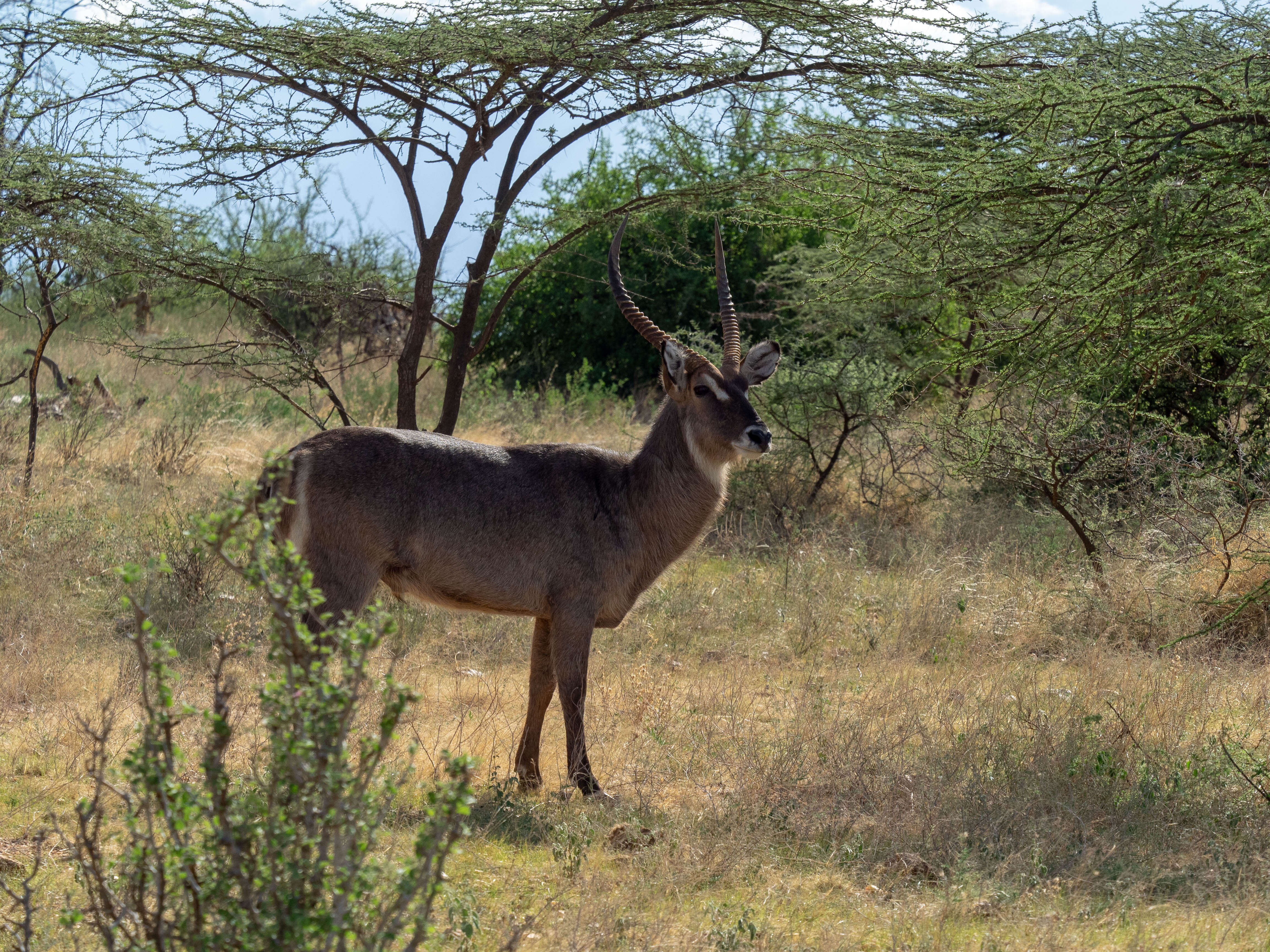 Image de Reduncinae