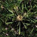 Imagem de Isopogon polycephalus R. Br.