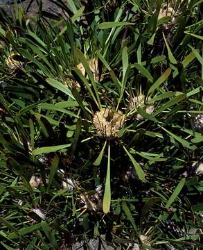 Imagem de Isopogon polycephalus R. Br.