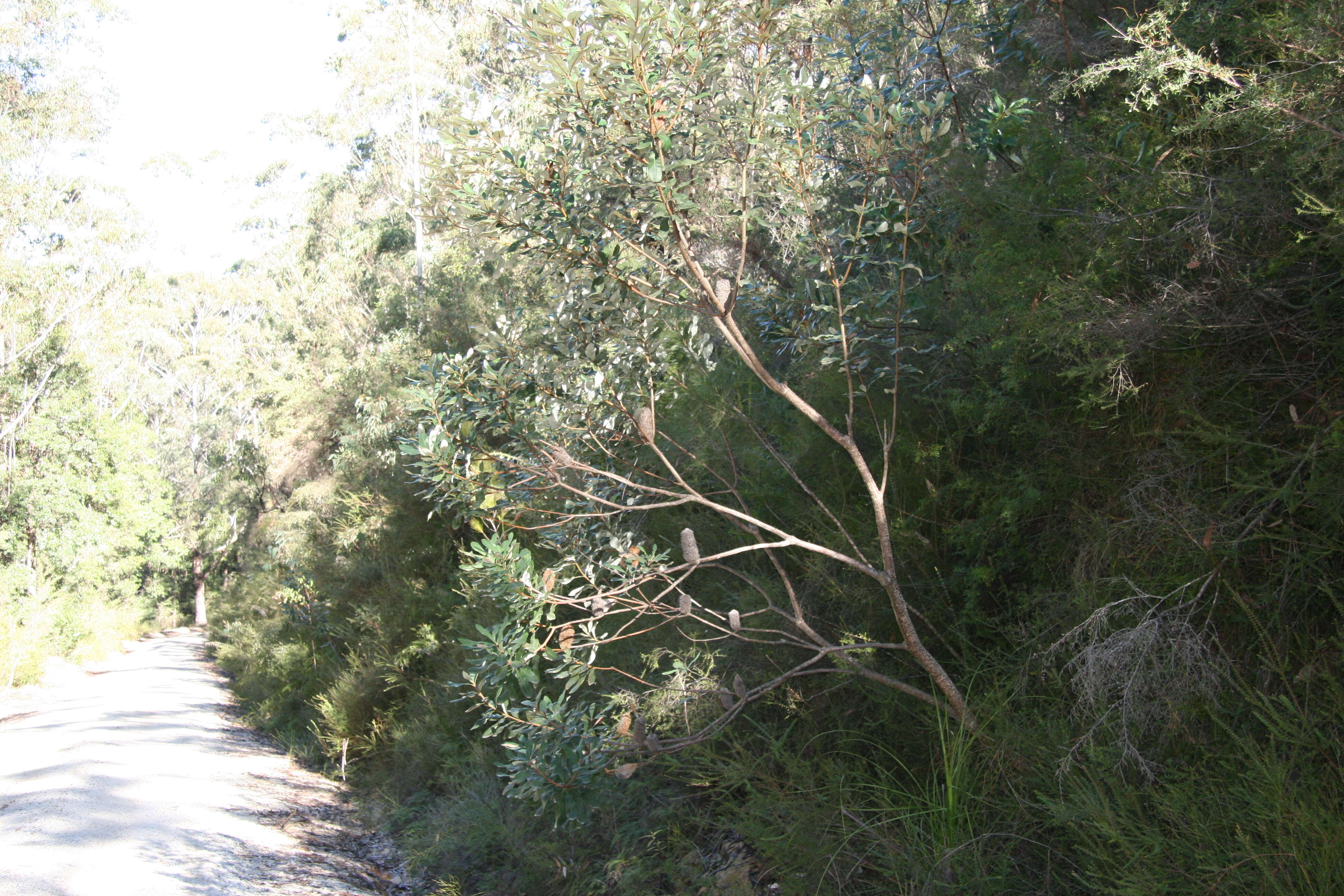 Image of Banksia conferta A. S. George