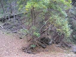 Слика од Fraxinus uhdei (Wenz.) Lingelsh.