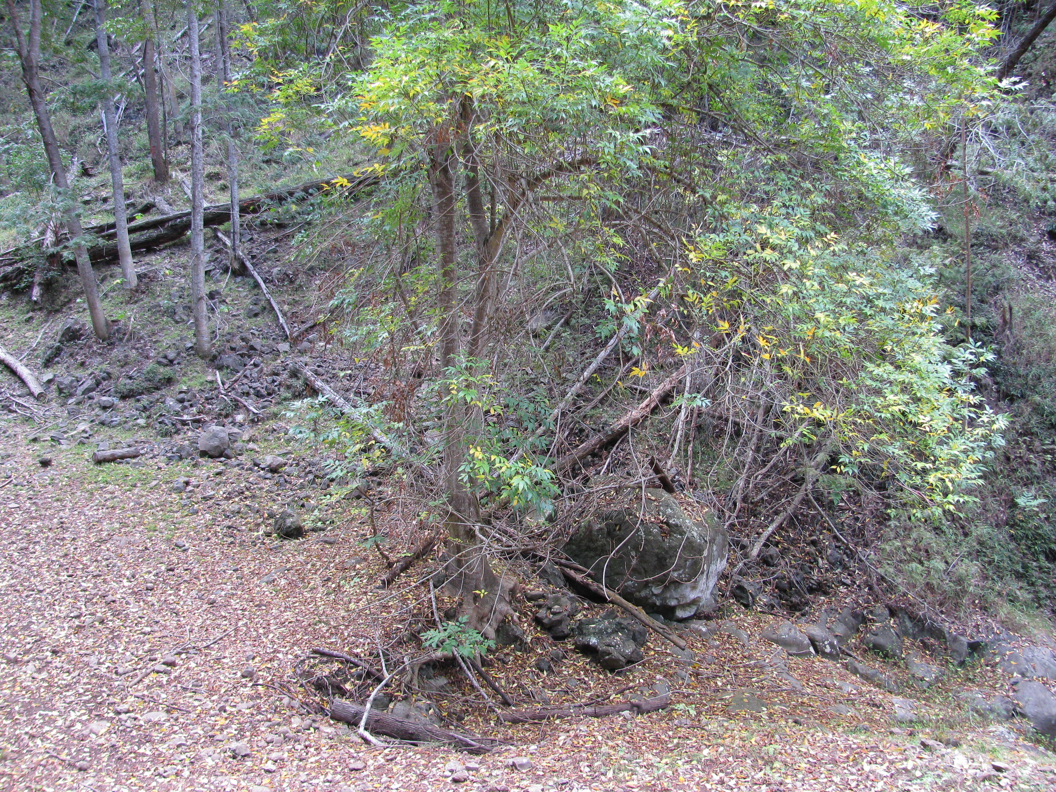 Sivun Fraxinus uhdei (Wenz.) Lingelsh. kuva