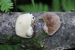 Image of Crepidotus mollis (Schaeff.) Staude 1857