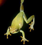 Image of Lime Reed Frog