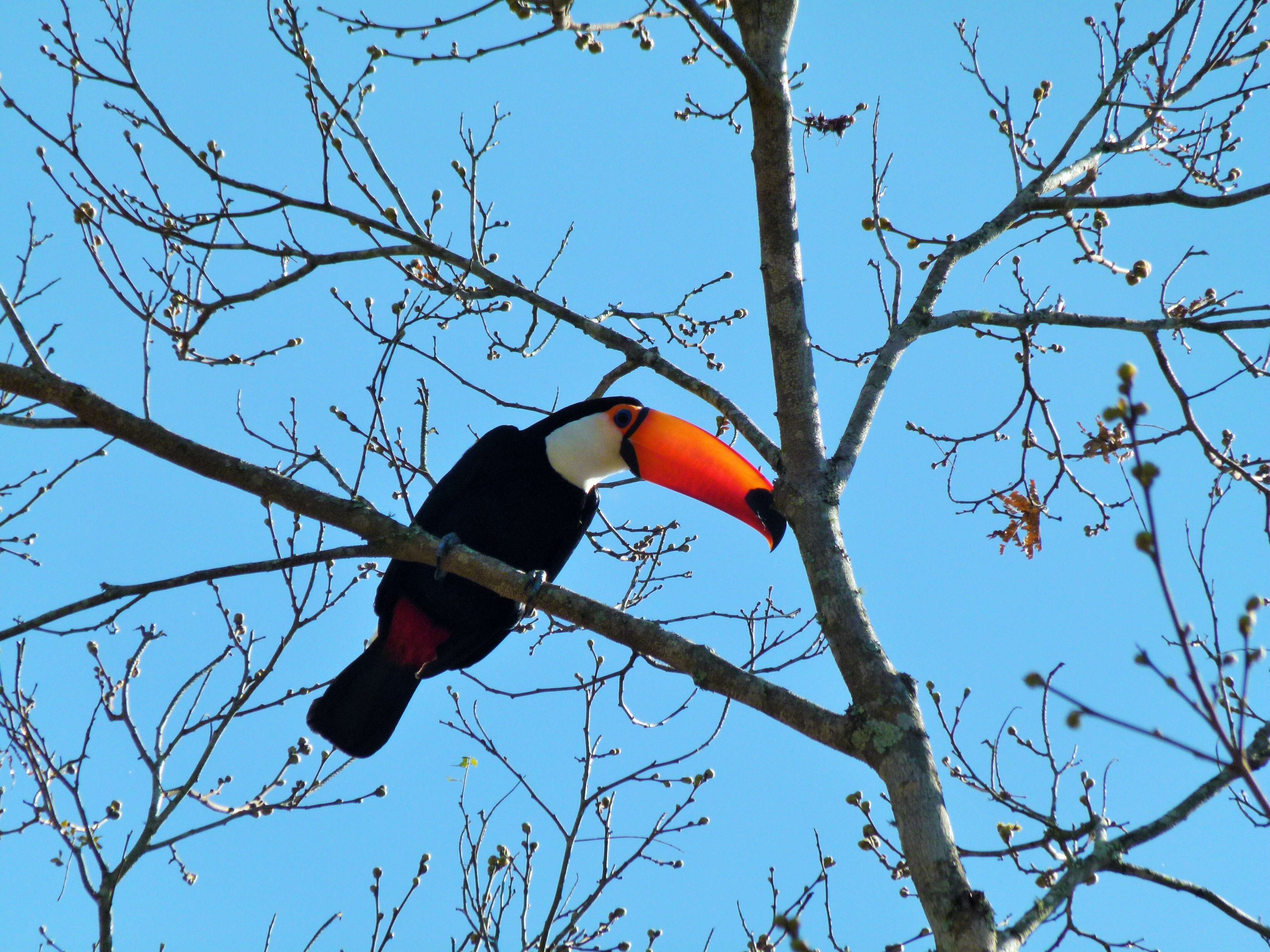 Image of Toco Toucan