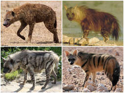 Image of hyaenas