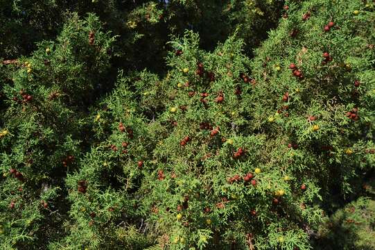 Image of Phoenician Juniper