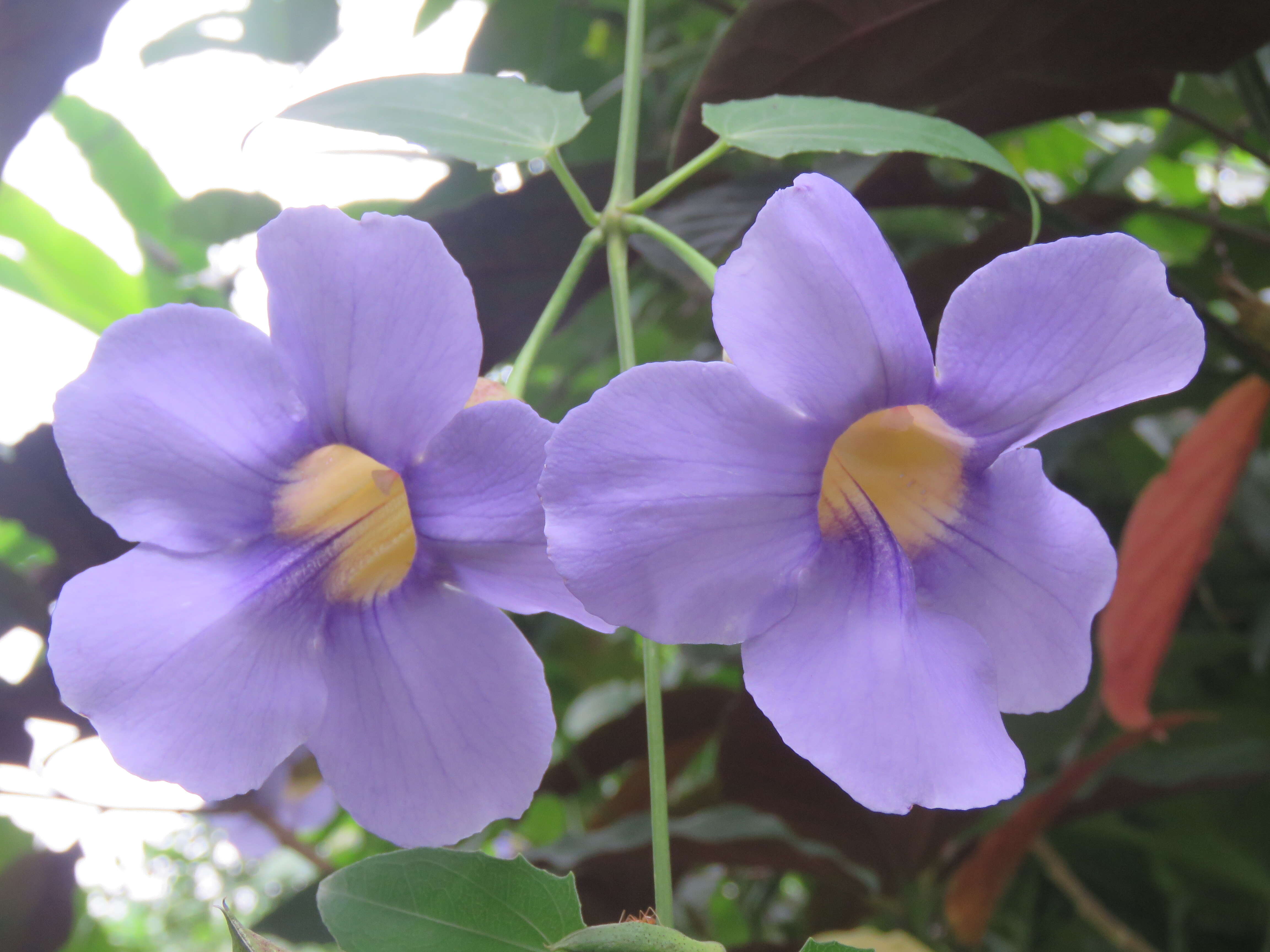 Image of Bengal clock vine