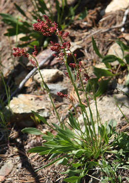 Image of alpine sheep sorrel