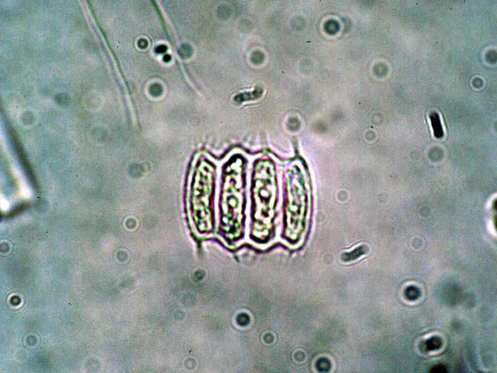 Image of Desmodesmus (R. Chodat) S. S. An, T. Friedl & E. Hegewald 1999