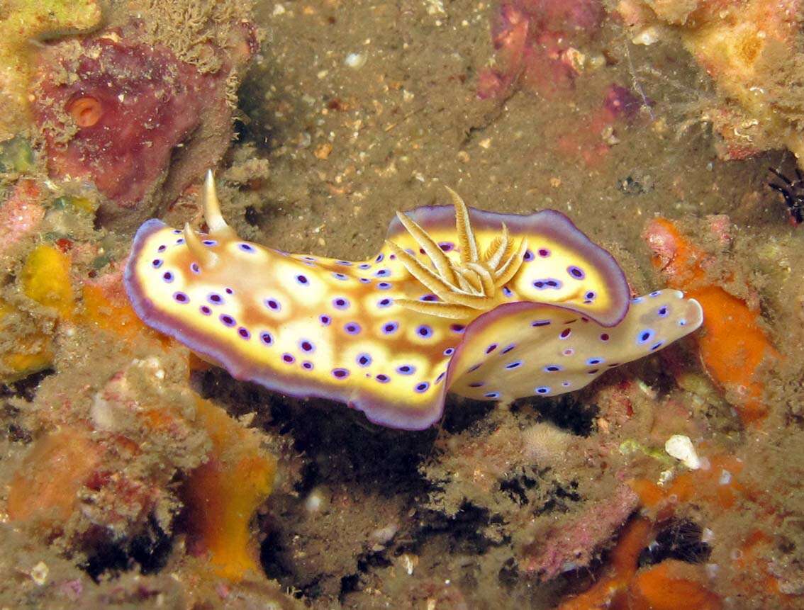 Image of Purple spot skirt lifter slug