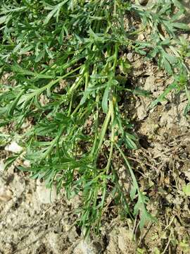 Image of Creeping Watercress