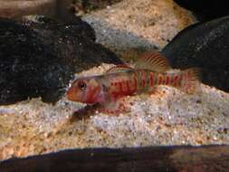 Image of Kanawha Darter