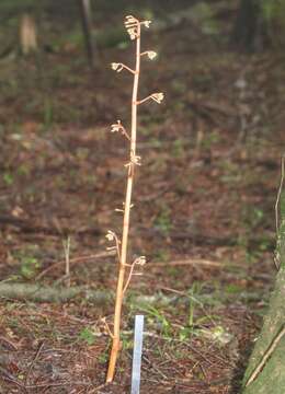 Image de Cyrtosia septentrionalis (Rchb. fil.) Garay